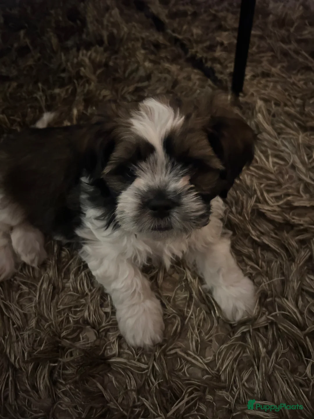 Shih Tzu honden te koop: Lieve stoere pup  - Advertentie 1