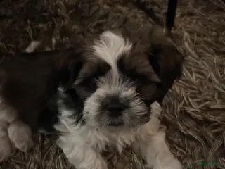 Shih Tzu honden Lieve stoere pup - Advertentie 1