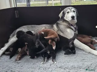 Kruising honden Prachtige kruising pups - Advertentie 1