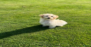 Maltipoo honden - Advertentie 9