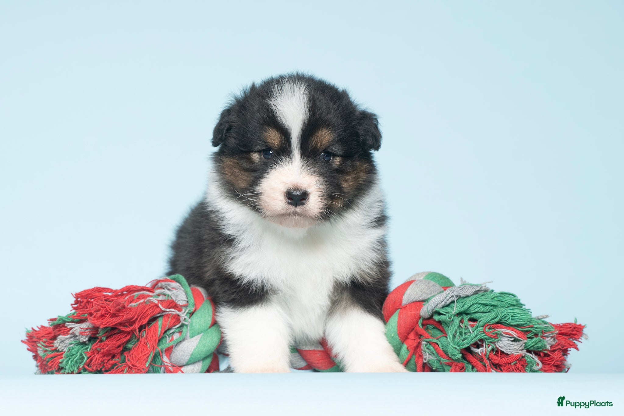 Australian Shepherd honden Australian Shepherd pups - Advertentie 1