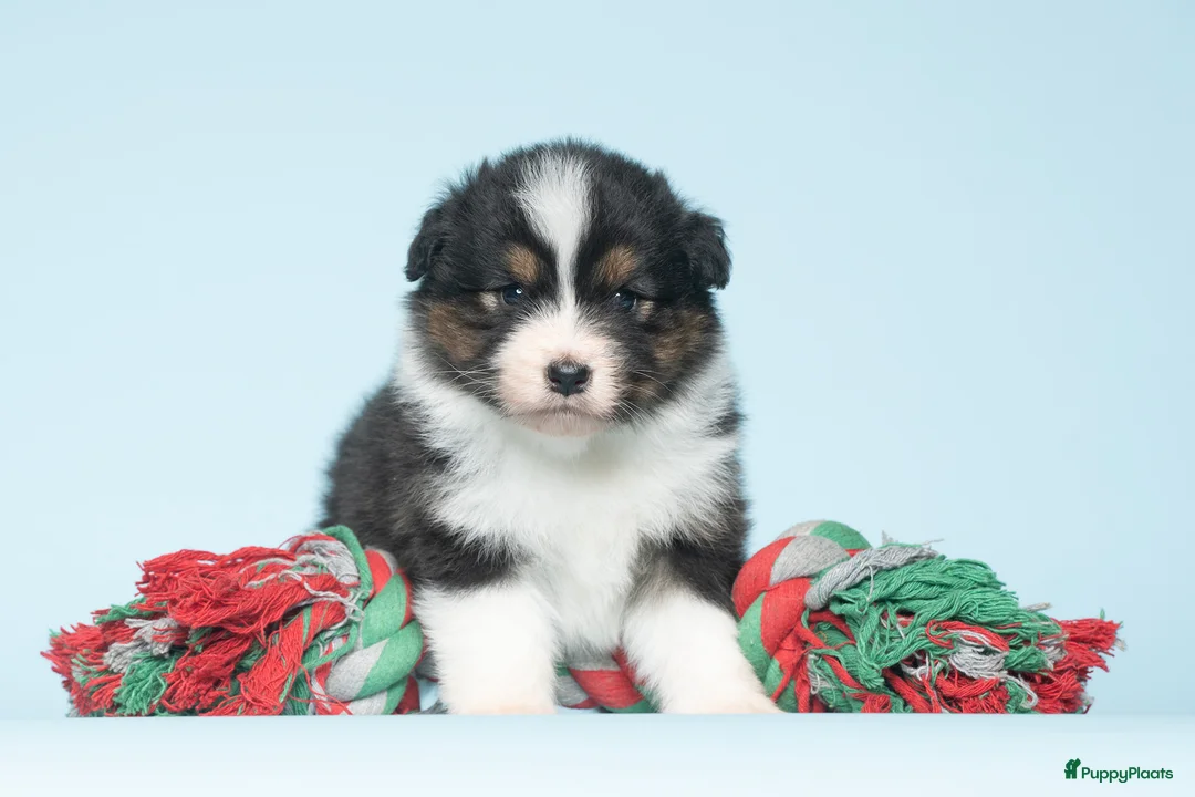 Australian Shepherd honden te koop: Australian Shepherd pups - Advertentie 1