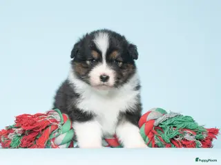 Australian Shepherd honden Australian Shepherd pups - Advertentie 1