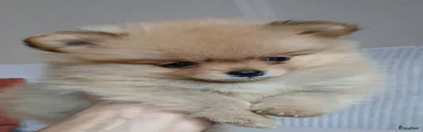 Pomeriaan 4