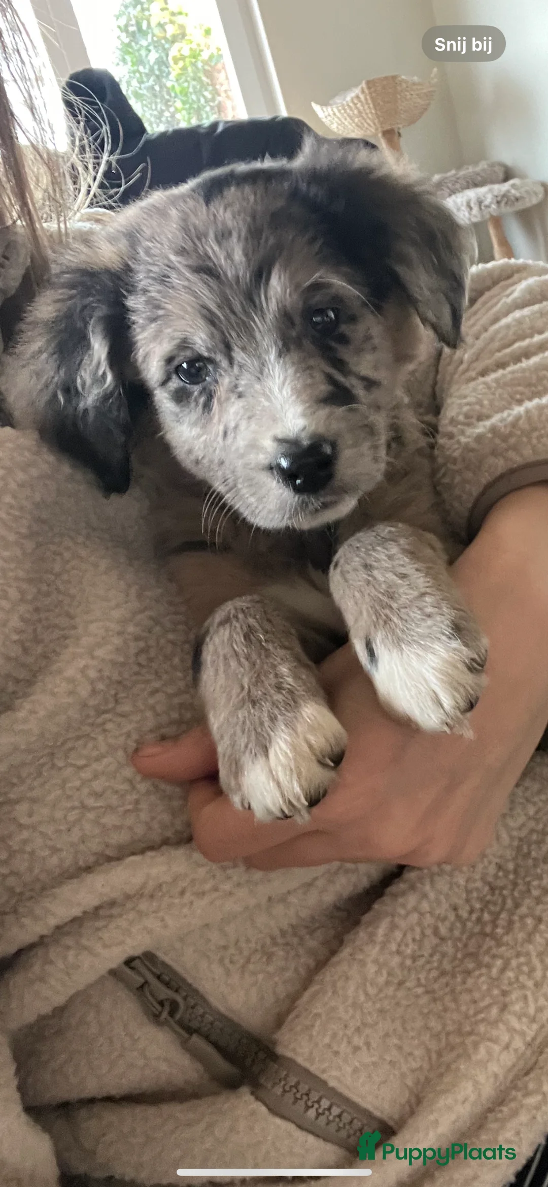 Kruising honden te koop: Prachtige aussidoodle pups - Advertentie 1