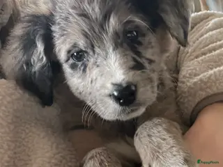 Kruising honden Prachtige aussidoodle pups - Advertentie 4