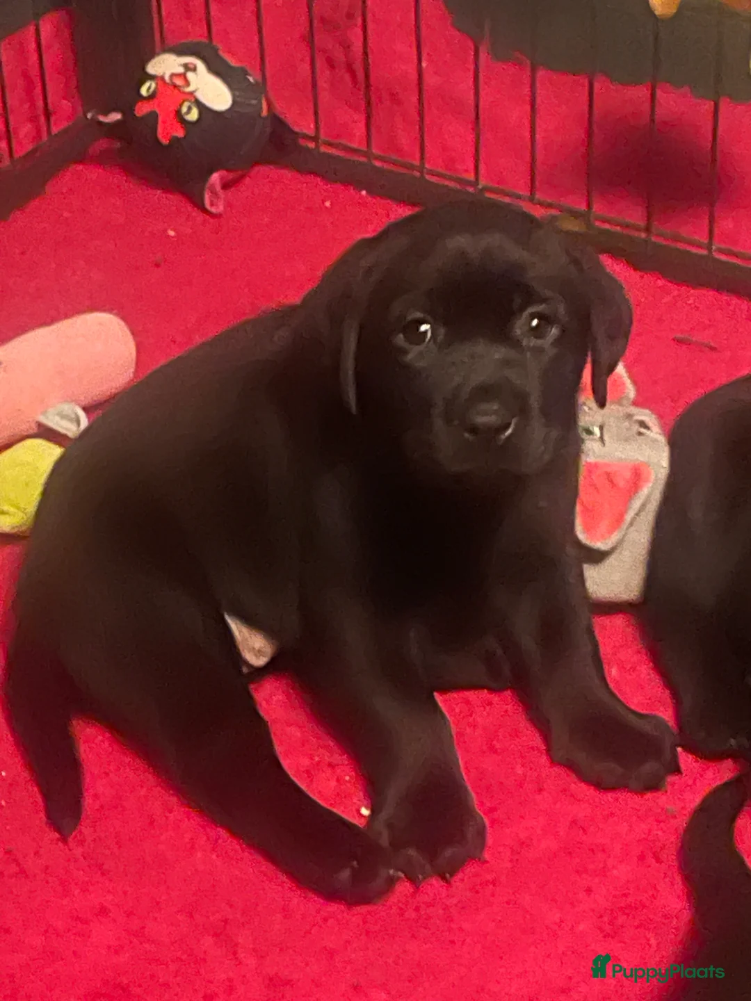 Labrador Retriever honden te koop: NEST AANKONDIGING LABRADOR PUPS - Advertentie 23