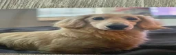 Kruising honden te koop: Black and crème reutje  - Advertentie 2