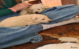 Zwitserse Witte Herdershond honden te koop: super mooie goed gesocialiseerd witte herder pups  - Afbeelding 1