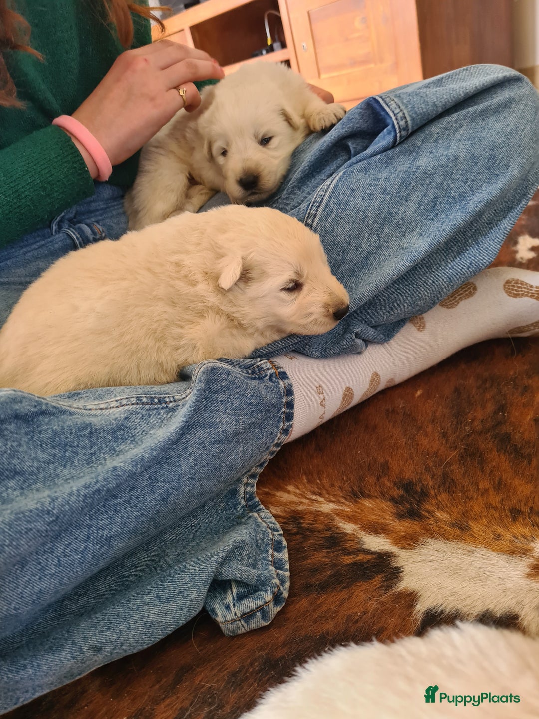 Zwitserse Witte Herdershond honden te koop: super mooie goed gesocialiseerd witte herder pups  - Afbeelding 1