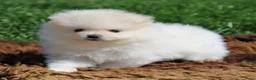 Pomeriaan honden te koop: Pomeriaan pups - Advertentie 9