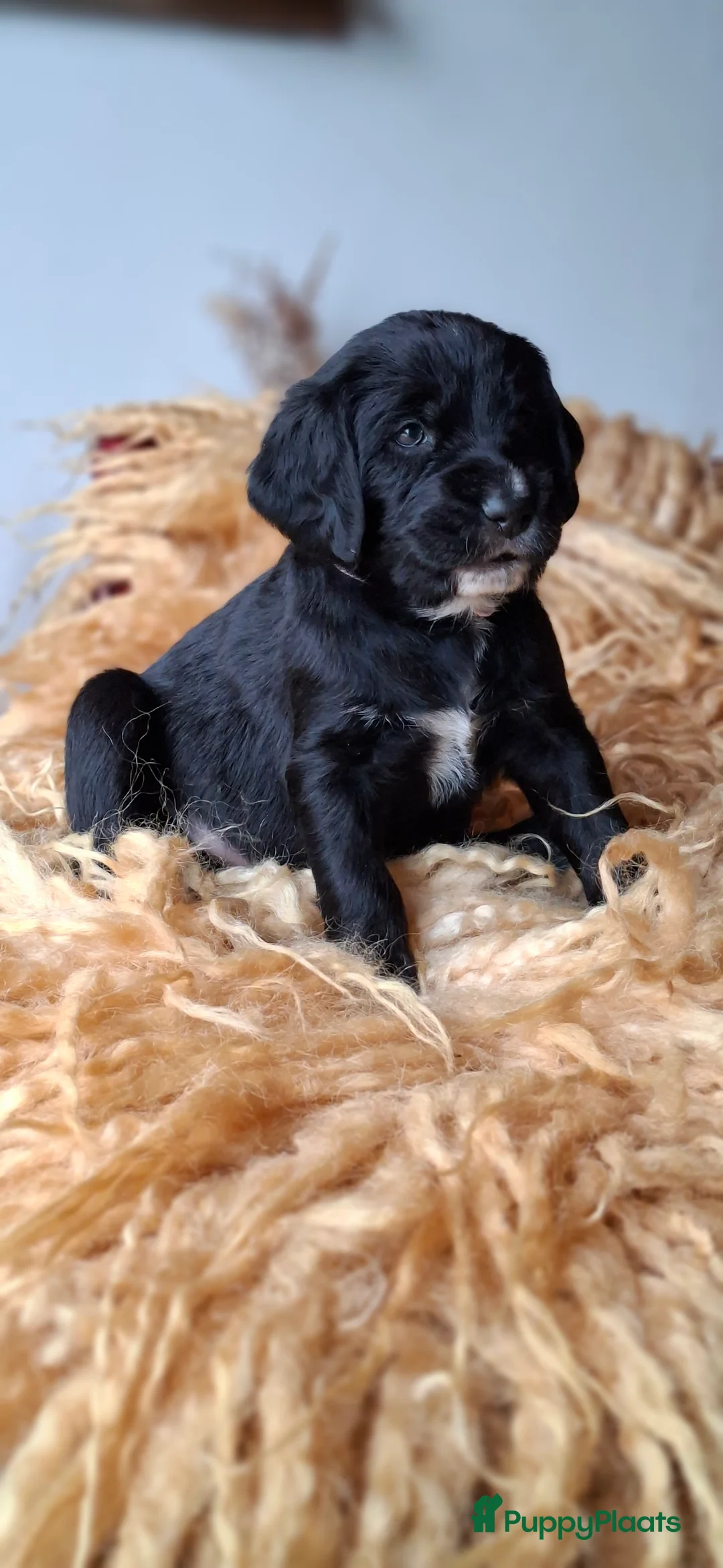 Kruising honden te koop: Labradoodle x Bloedhond / Zwitserse Senner pups - Advertentie 5