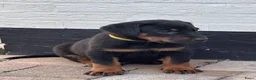 Beauceron honden te koop: Beauceron pups - Advertentie 6