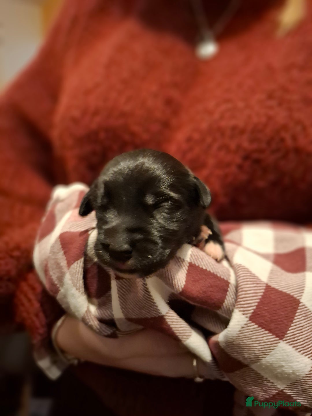 Kruising honden te koop: Boulab pups (Labrador/Berner Senner)  - Advertentie 6