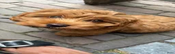 Kruising honden te koop: Puppy te koop in Heukelum - Advertentie 4