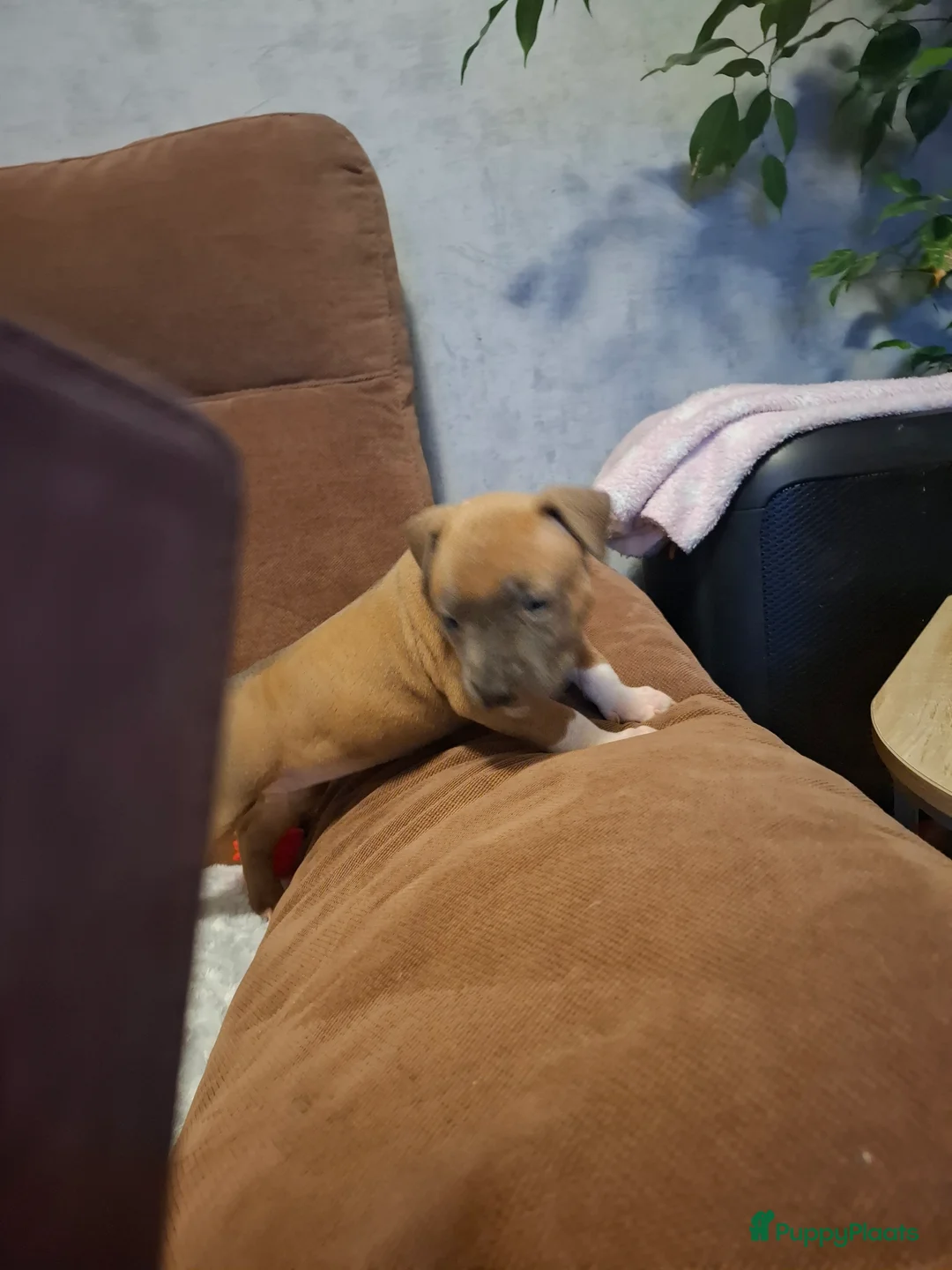 American Staffordshire Terriër honden te koop: American Staffordshire Terriers Pupps  - Advertentie 15