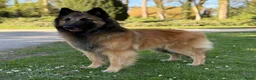 Tervuerense Herder honden te koop: Belgische Tervuerense herder puppy's te koop  - Advertentie 4