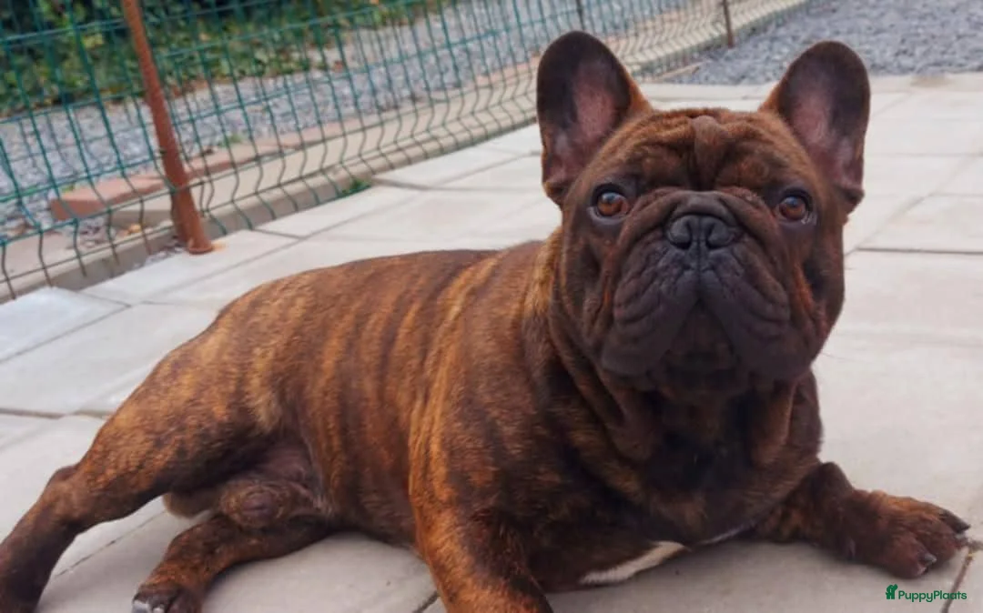 Franse Bulldog honden te koop: Prachtige Franse Bulldog pup met stamboom - Advertentie 10
