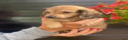 Teckel (langhaar) honden te koop: Langharige teckel pups - Advertentie 3