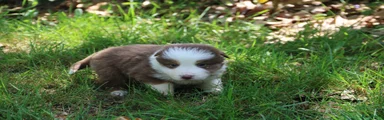 Australian Shepherd Puppy 5