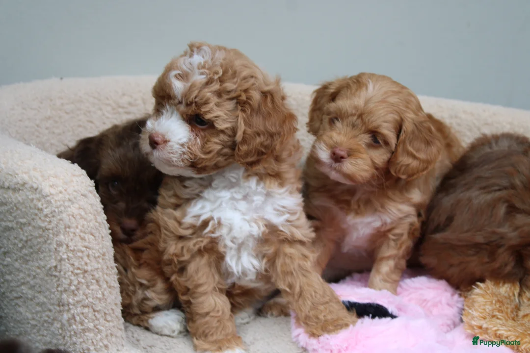 Maltipoo honden te koop: Sociale kleine Maltipoo puppy’s 🥰 - Advertentie 1