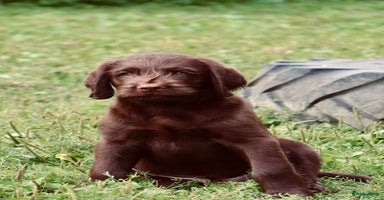 Labrador Retriever honden - Advertentie 12