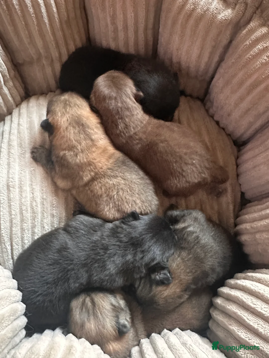 Chow Chow honden te koop: Mini Chow chow - Advertentie 9