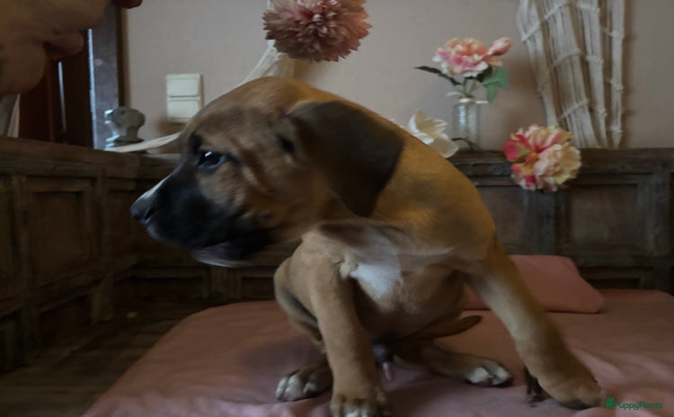 Kruising honden - Advertentie 1