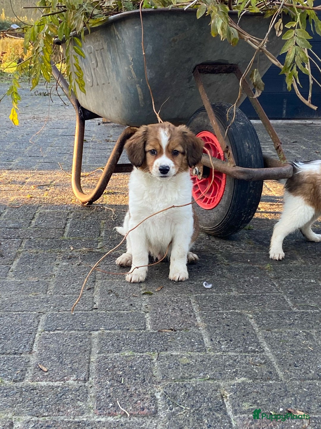 Kooikerhondje honden te koop: Prachtige kooikerpup, reutje - Advertentie 1