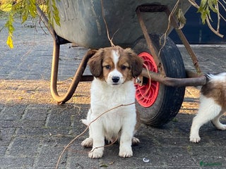 Kooikerhondje honden Prachtige kooikerpup, reutje - Advertentie 3