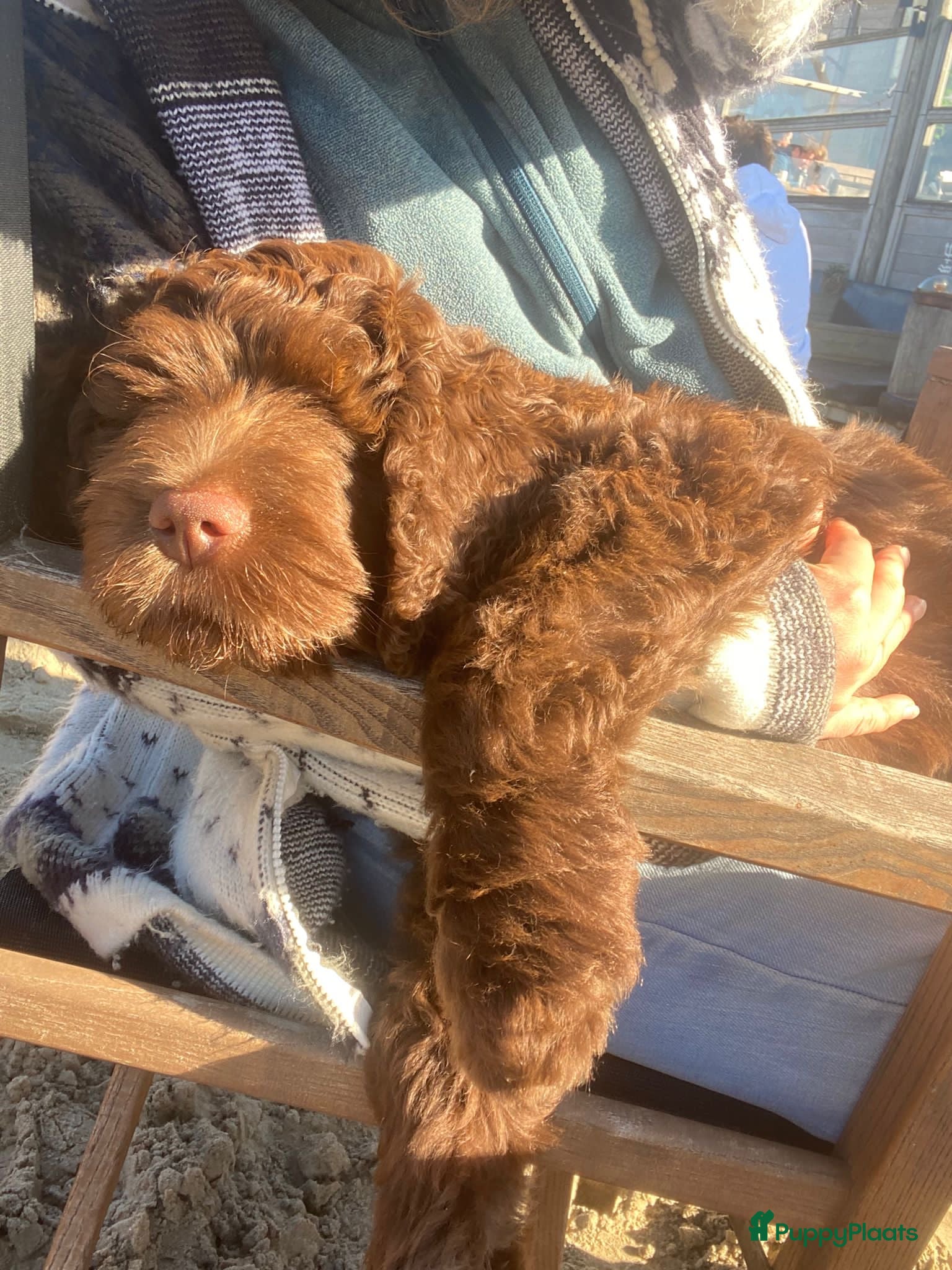 Australian Labradoodle honden Medium Chocolade labradoodles met Australian bloed - Advertentie 1