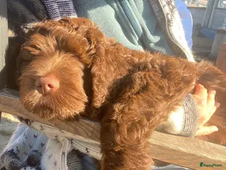 Australian Labradoodle honden Medium Chocolade labradoodles met Australian bloed - Advertentie 1