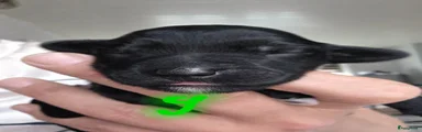 Kruising Puppy 3
