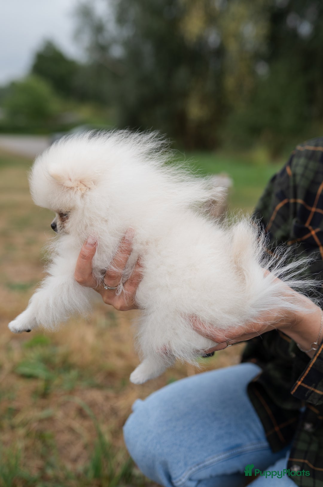 Pomeriaan honden te koop: Pomeranian Mila❤️ - Advertentie 13