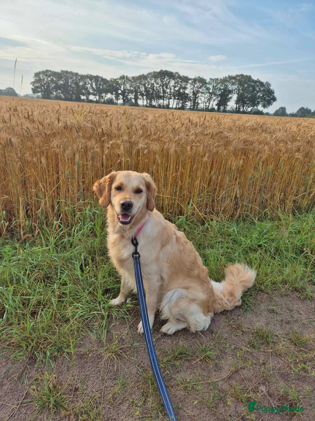 Golden Retriever honden te koop: Liefdevol en huiselijk nest Golden Retriever pups  - Advertentie 22