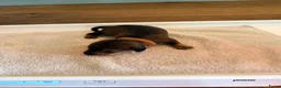 Dwergteckel honden te koop: 5 silky wire dwergteckelpups - Advertentie 13