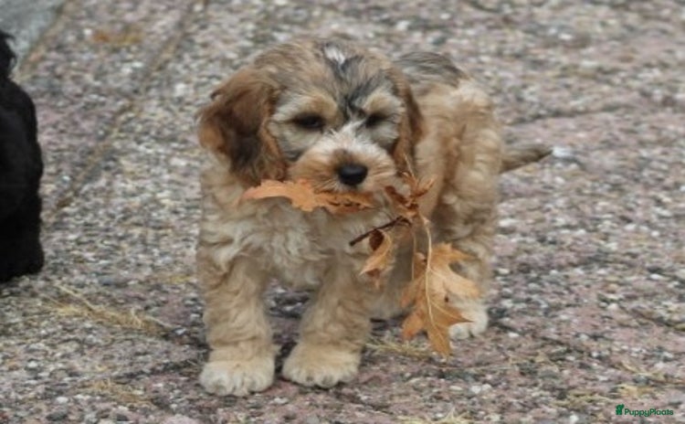 Cockapoo honden - Advertentie 2