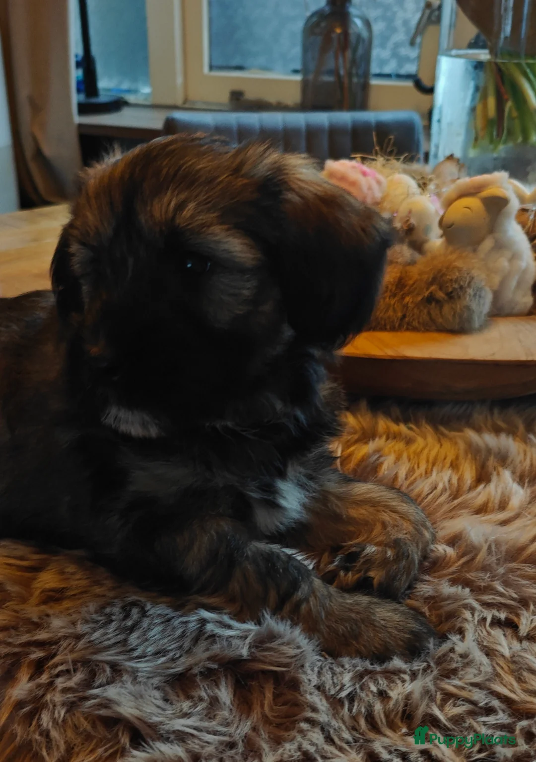 Tibetaanse Terriër honden te koop: 1 Tibetaanse Terriër pup beschikbaar  - Advertentie 2