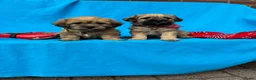 Overig honden te koop: Schattige Puppy's te koop - Advertentie 8