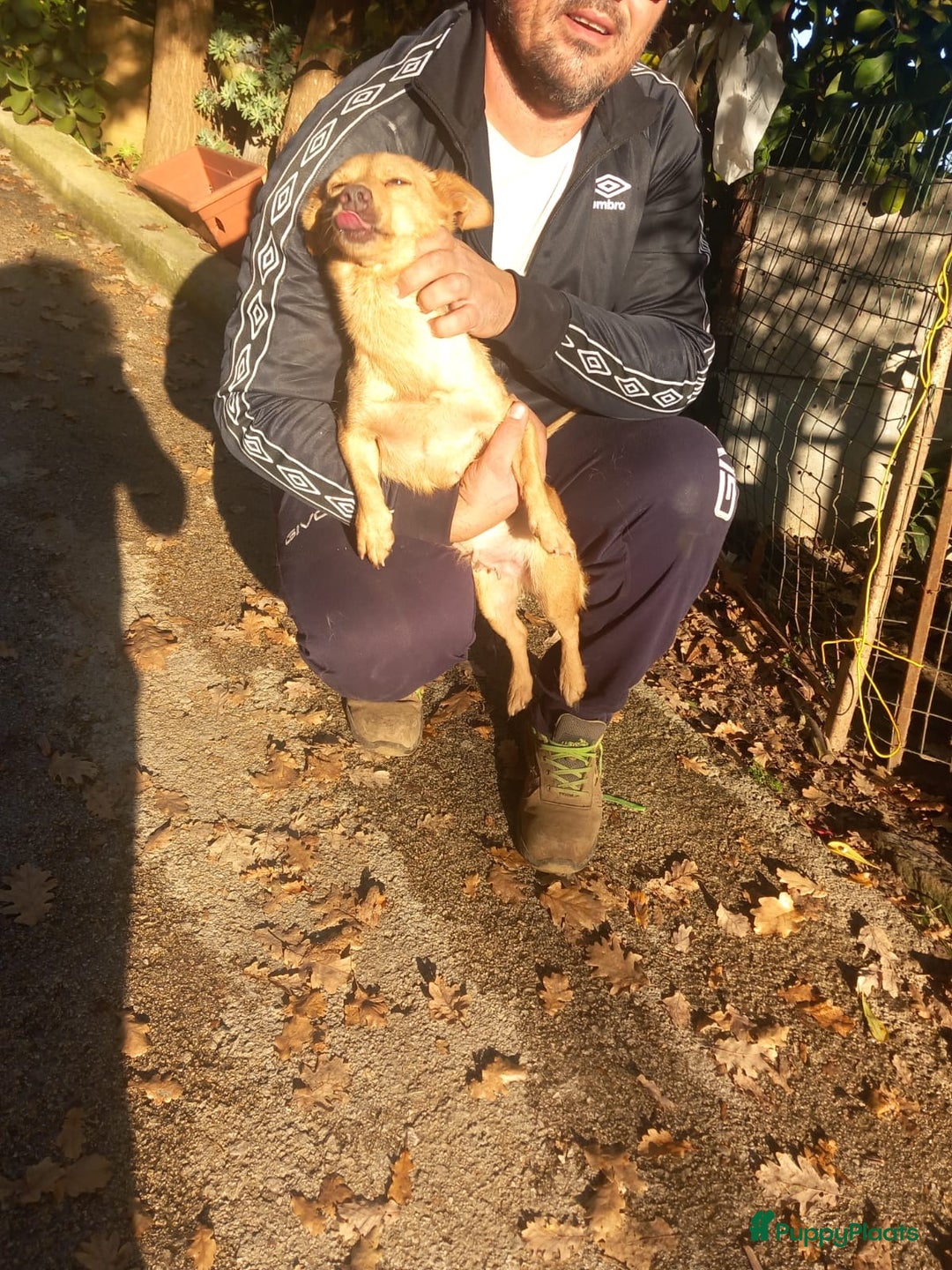 Kruising honden te koop: Thema en Louis zoeken baasje - Advertentie 3