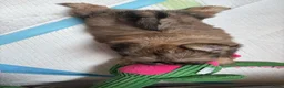 Shih Tzu honden te koop: Shih Tzu pups  in Heesch - Advertentie 3