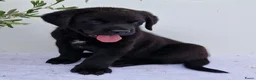 Kruising honden te koop: Labrador x berner sennen / boulab - Advertentie 2