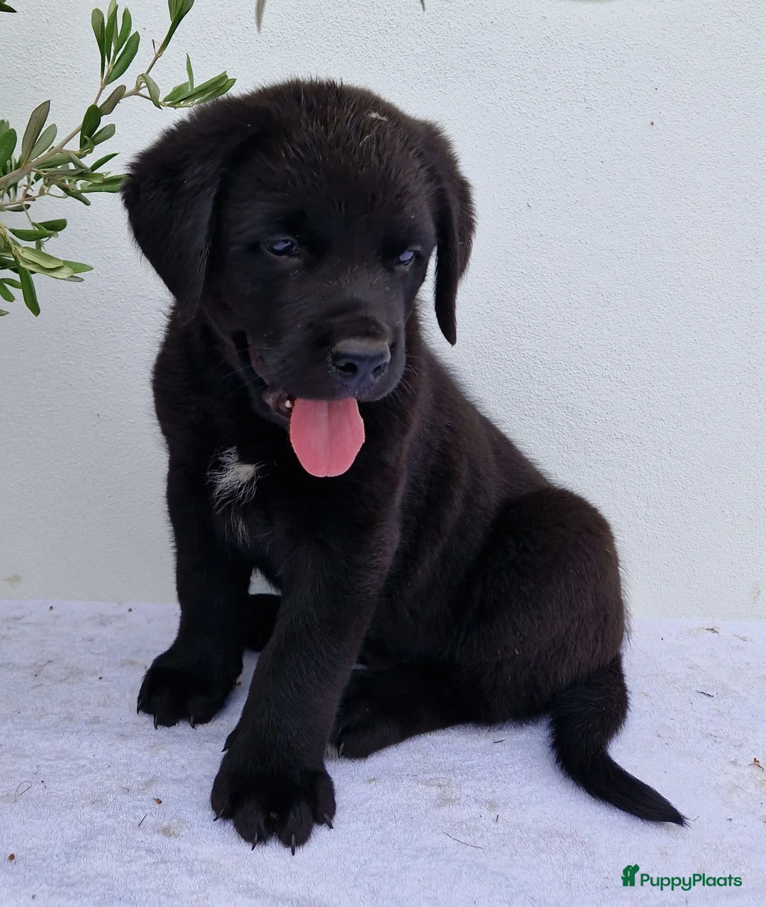 Kruising honden te koop: Labrador x berner sennen / boulab - Advertentie 2