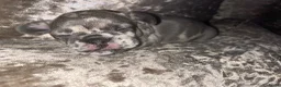 Franse Bulldog honden te koop: Lieve Franse Bulldog pup in Tilburg - Advertentie 20