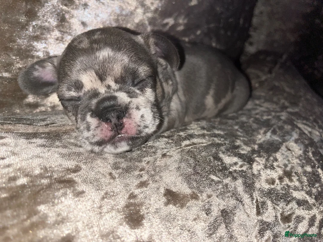 Franse Bulldog honden te koop: Lieve Franse Bulldog pup in Tilburg - Advertentie 20