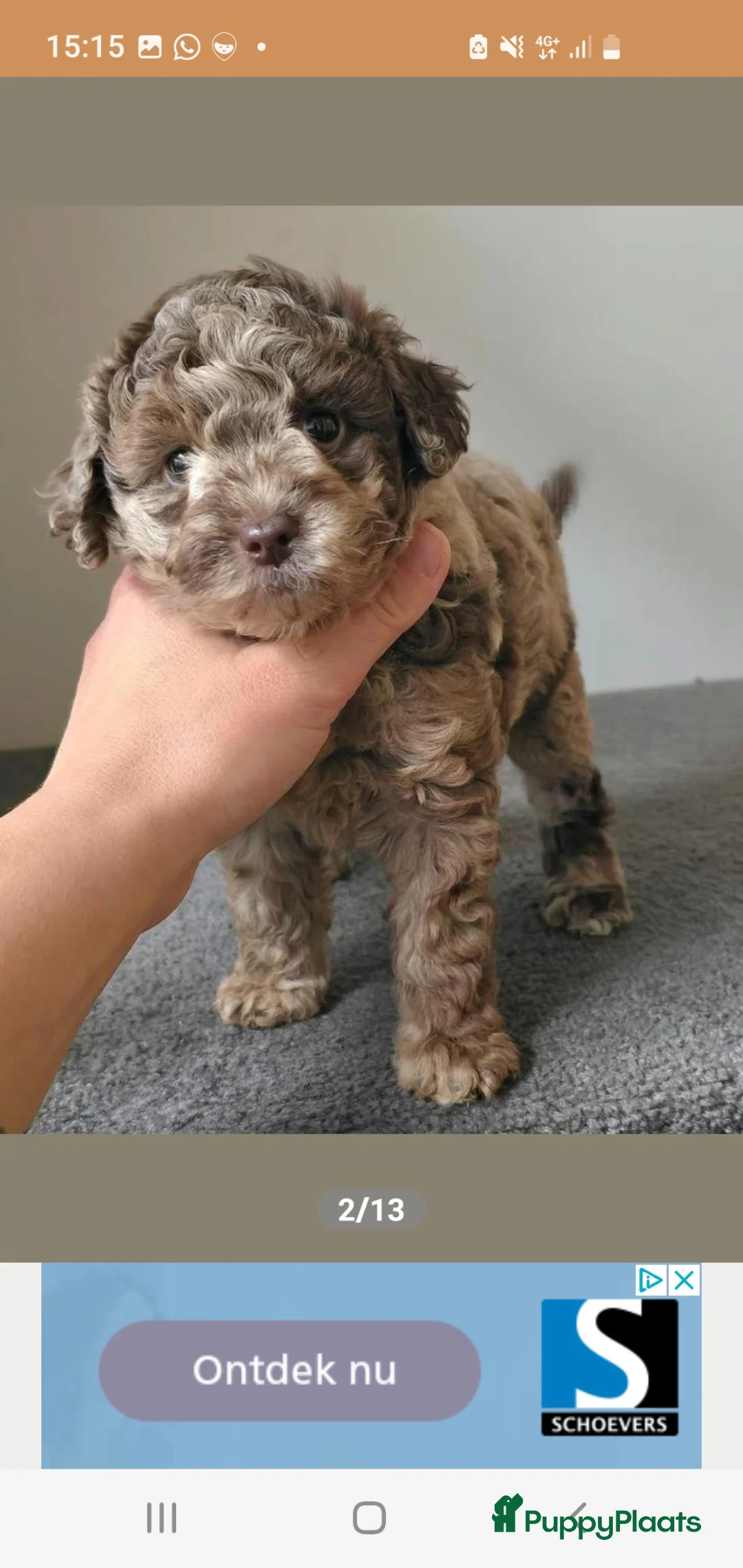 Poedel Toy honden te koop: UNIEK - choco merle dwerg poedel teefje - STAMBOOM - Advertentie 2