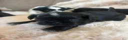 Shih Tzu honden te koop: Lieve Shih Tzu pups in Honselersdijk - Advertentie 17