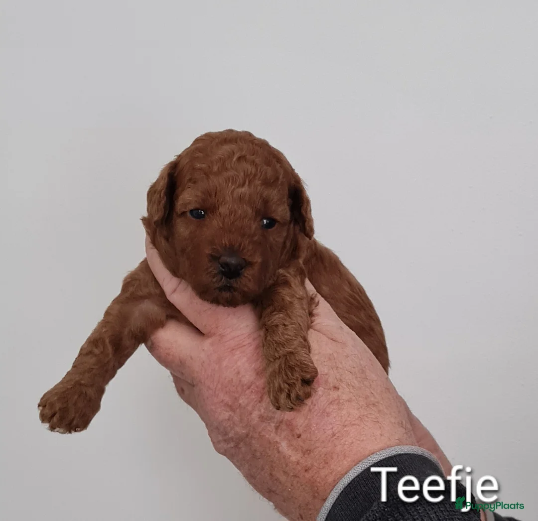 Dwergpoedel honden te koop: Rode dwerpoedels in Helmond - Advertentie 5