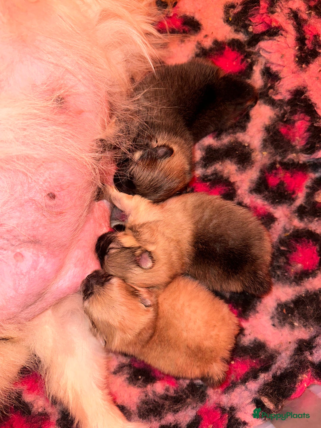 Pomeriaan honden te koop: Pomeriaan pups bearface - Afbeelding 4