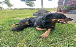 Rottweiler honden te koop: Nog 3 super lieve rottweiler reutjes. - Afbeelding 13